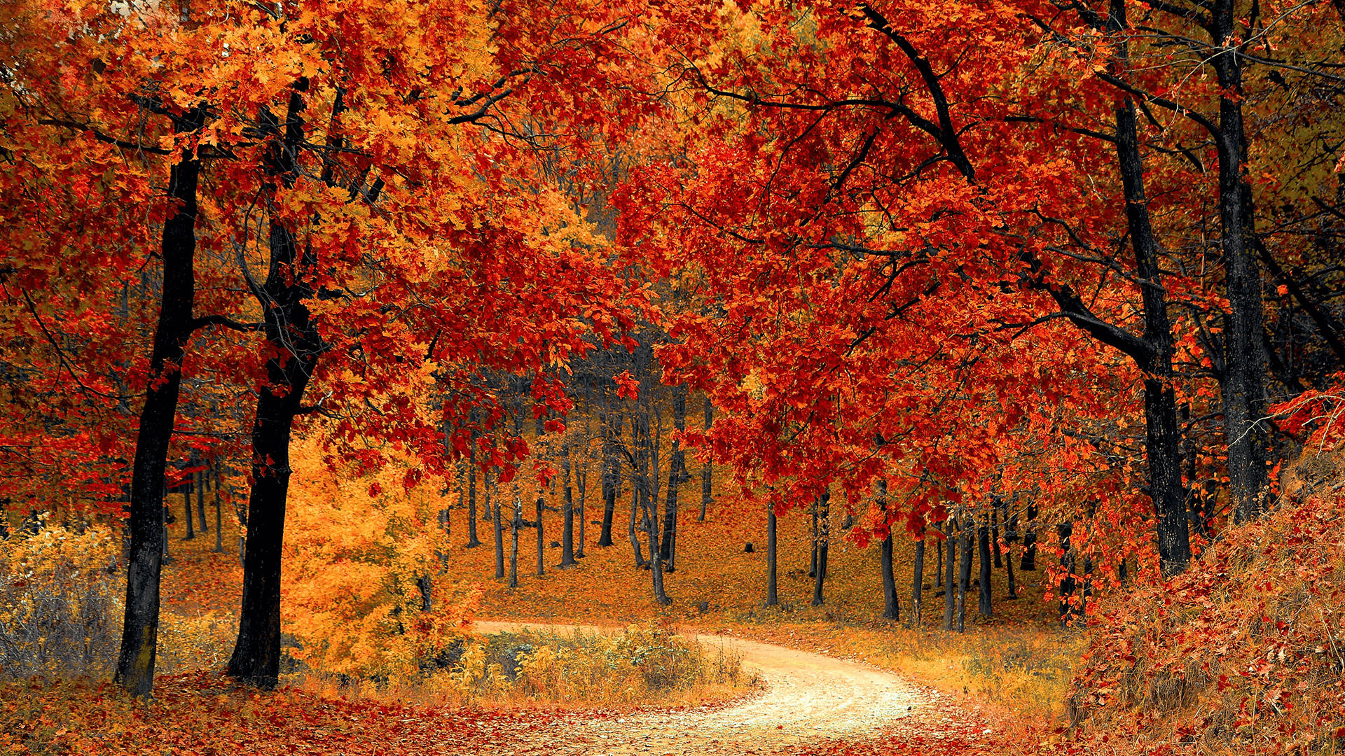 Wooded land for new home construction. Build 4,000 to 11,000 square foot homes in Perrysburg Ohio.